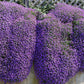 500 PURPLE ROCKCRESS Rock Cress Aubrieta Deltoidea Flower Seeds