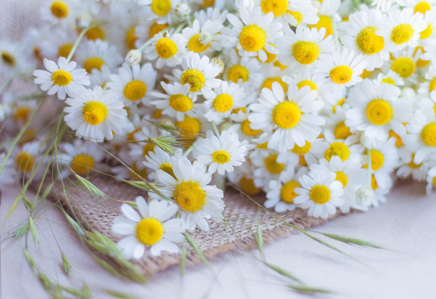 300 FEVERFEW Tanacetum Parthenium Herb Flower Seeds
