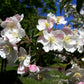 30 Sargent CRAB APPLE Shrub Hummingbird Flower White Red Malus Sargentii Seeds