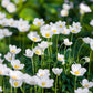 5 MADONNA ANEMONE Sylvestris White & Yellow Flower Seeds