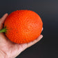 2 GAC FRUIT Gac Melon Vine Momordica Cochinchinensis Seeds