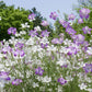 50 Bianca WHITE CORN COCKLE Agrostemma Githago Flower Seed