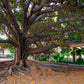 50 BANYAN / BANYAN FIG TREE East Indian Ficus Benghalensis Aerial Root Houseplant Seeds