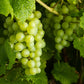 50 GREEN (Dessert / Table) GRAPE Vitis Vinifera Fruit Vine Seeds