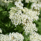 20 SWEET CICELY Myrrhis Odorata Herb Fragrant Flower Licorice Flavor Seeds