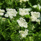 20 SWEET CICELY Myrrhis Odorata Herb Fragrant Flower Licorice Flavor Seeds