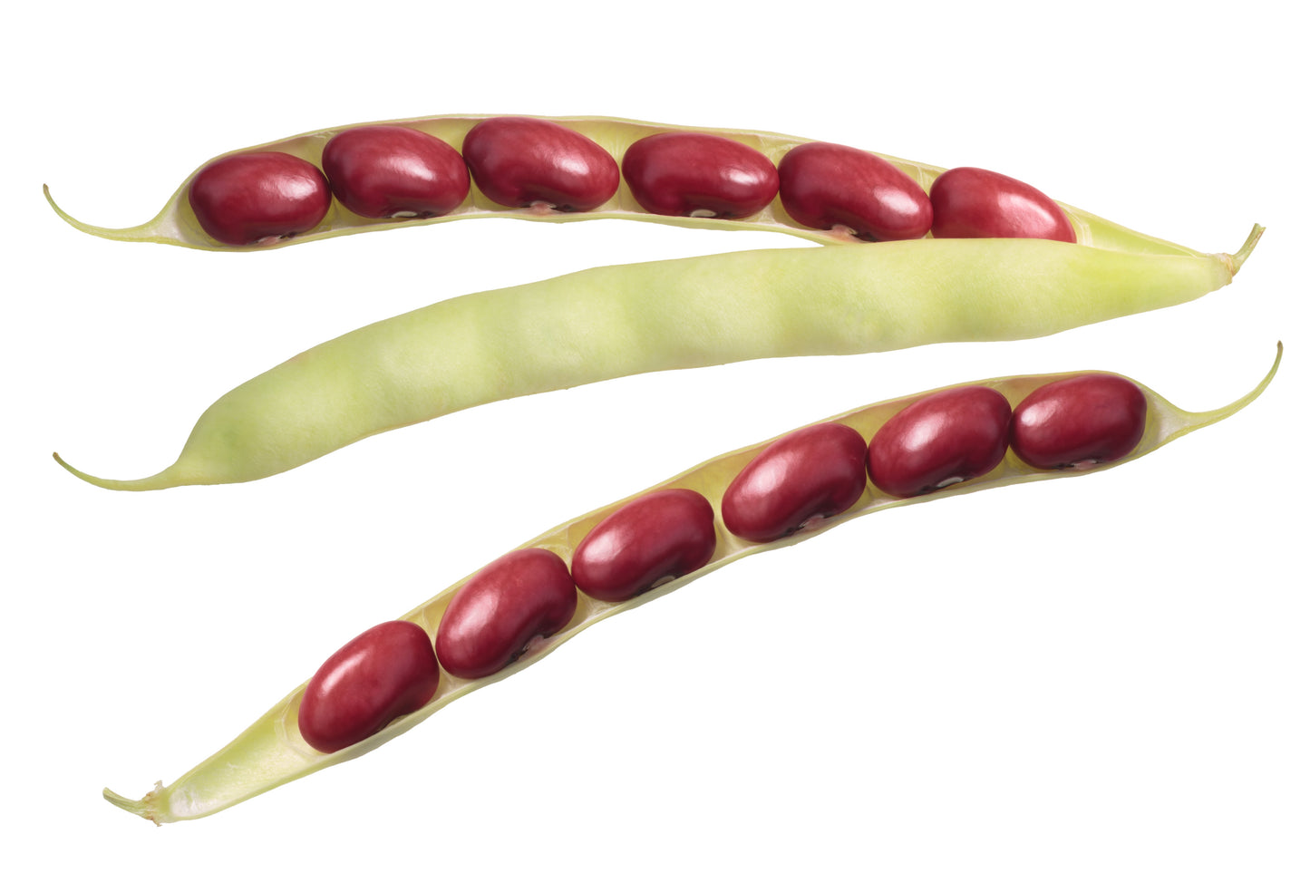 50 Organic SMALL RED BEAN Phaseolus Vulgaris Vegetable Seeds