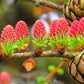 25 EUROPEAN LARCH TREE Pine Pinetree Evergreen Larix Decidua Seeds