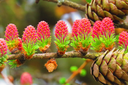 25 EUROPEAN LARCH TREE Pine Pinetree Evergreen Larix Decidua Seeds