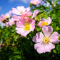 15 Pink WOOD'S ROSE Bush Mountain Rose Rosa Woodsii Fragrant Flower Seeds