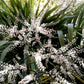25 BLUE DRACAENA ( Spikes / Broad Leaved Cabbage Tree / Mountain Cabbage ) Cordyline Indivisa Flower Seeds