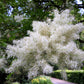 3 FRINGE TREE Chionanthus Virginicus Old Man's Beard White Flower Seeds