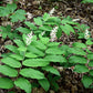 10 SOLOMON'S SPIKE White Western False Seal Maianthemum Racemosum Flower Seeds