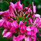 200 CHERRY QUEEN CLEOME Spinosa Hassleriana Carmine Rose Spider Flower Seeds