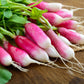 750 FRENCH BREAKFAST RADISH Raphanus Sativus Vegetable Seeds