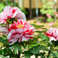 10 TREE PEONY Mountain Paeony Paeonia Suffruticosa Arborea Mixed Colors Red Pink White Purple Yellow Bicolor Flower Shrub Seeds