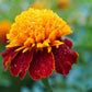 250 DWARF DOUBLE MARIGOLD ' Orange Flame ' Tagetes Patula French Red Flower Seeds