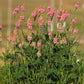 50 PINK SAINFOIN Common Onobrychis Viciifolia Holy Clover Legume Ground Cover Forage Flower Seeds