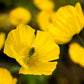 20 Yellow WELSH POPPY Meconopsis Papaver Cambricum Perennial Shade Flower Seeds