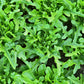 3000 OAK LEAF LETTUCE Lactuca Sativa Vegetable Seeds