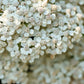 1000 WHITE YARROW Achillea Millefolium Flower Seeds