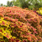 100 Mixed Colors COLEUS RAINBOW MIX Shade Houseplant Solenostemon Flower Seeds