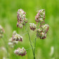 3000 QUICKDRAW ORCHARDGRASS Cat Grass Petgrass Cocksfoot Cool-Season Sun or Shade Dactylis GlomerataPerennial Bunchgrass Quick Draw Grass Seeds