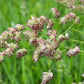 3000 QUICKDRAW ORCHARDGRASS Cat Grass Petgrass Cocksfoot Cool-Season Sun or Shade Dactylis GlomerataPerennial Bunchgrass Quick Draw Grass Seeds