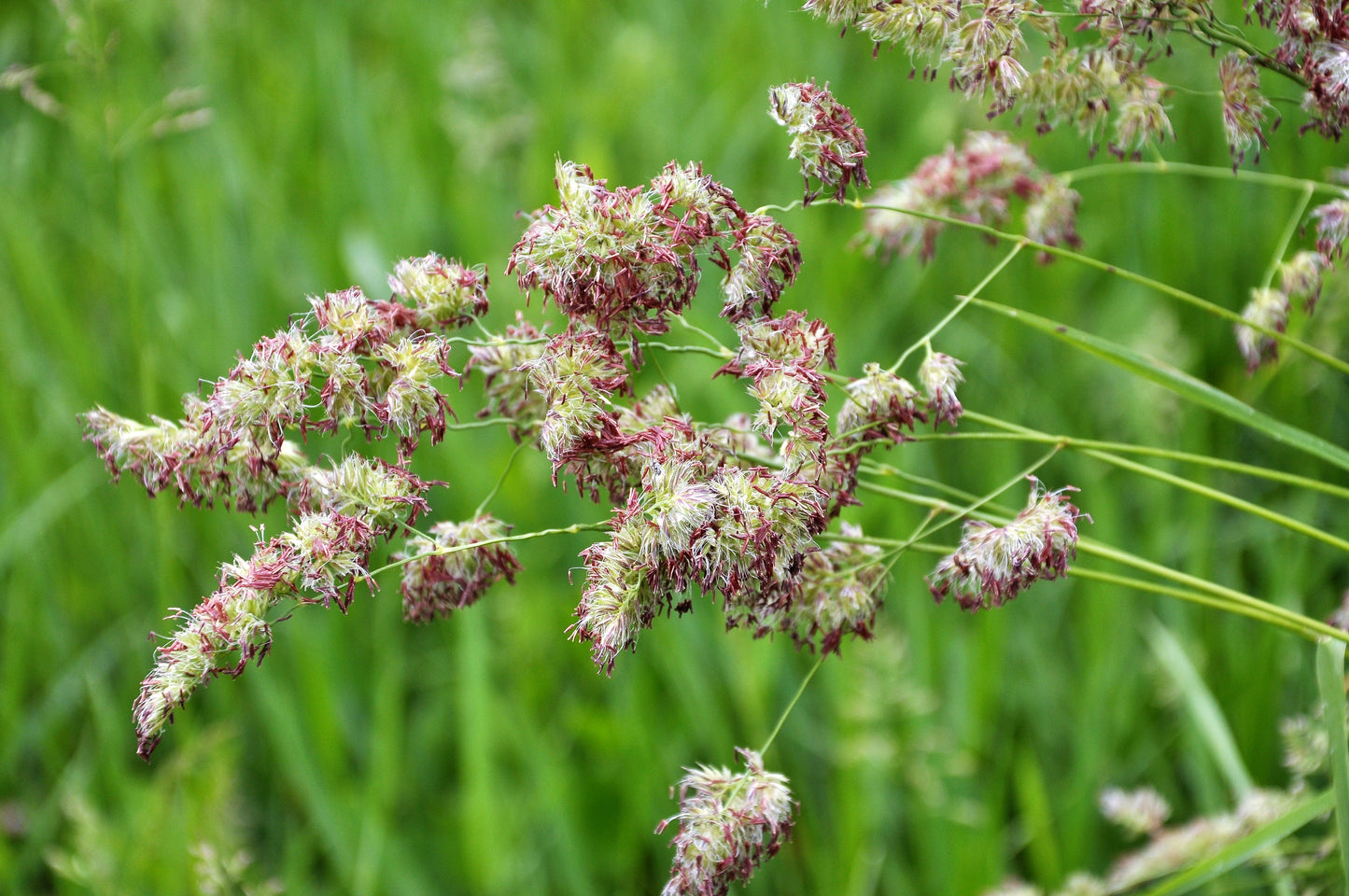 3000 QUICKDRAW ORCHARDGRASS Cat Grass Petgrass Cocksfoot Cool-Season Sun or Shade Dactylis GlomerataPerennial Bunchgrass Quick Draw Grass Seeds