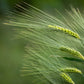 100 Common BARLEY Hordeum Vulgare Grain Grass Cover Crop Beer Seeds