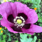 400 PERSIAN BLUE POPPY Papaver Somniferum Flower Seeds