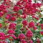 50 RED JUPITER'S BEARD Valerian Keys of Heaven Centranthus Ruber Flower Seeds