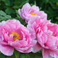 10 TREE PEONY Mountain Paeony Paeonia Suffruticosa Arborea Mixed Colors Red Pink White Purple Yellow Bicolor Flower Shrub Seeds