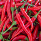 300 LONG Red CAYENNE PEPPER Hot Capsicum Annuum Vegetable Seeds