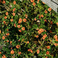 100 SCARLET PIMPERNEL (Adders Eyes) Anagallis Arvensis Flower Seeds