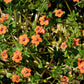 100 SCARLET PIMPERNEL (Adders Eyes) Anagallis Arvensis Flower Seeds