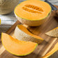 100 Minnesota MIDGET CANTALOUPE MELON Cucumis Melo Reticulatus Fruit Seeds