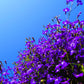 200 Lavender & White MRS CLIBRAN LOBELIA Erinus Flower Seeds