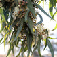 50 LEMON SCENTED EUCALYPTUS Citriodora Tree aka Lemon Bush & Spotted Gum - Colorful Bark White Flower Tree Seeds