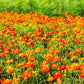 300 BRIGHT LIGHTS COSMOS Mix Mixed Colors Red Orange Yel Bipinnatus Flower Seeds