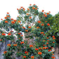 15 Red AFRICAN TULIP TREE (Fire Tree / Flame of the Forest / Fountain Tree) Spathodea Campanulata Seeds