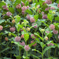 100 PINK MILKWEED Common Asclepias Syriaca Monarch Flower Seeds