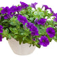 100 PURPLE PETUNIA Hybrida Pollinator Garden Container Flower Seeds