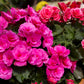 10 BRIGHT PINK DOUBLE BEGONIA Tuberosa Tuberous Begonia Shade Flower Seeds
