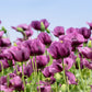 1000 HUNGARIAN BREADSEED POPPY Papaver Somniferum Purple Blue Flower Seeds
