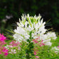 200 WHITE QUEEN CLEOME (Spider Flower) Cleome Hassleriana Cleome Spinosa Flower Seeds