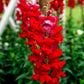 250 RUBY RED SNAPDRAGON Antirrhinum Majus Flower Seeds