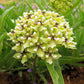20 Green SPIDER MILKWEED Asclepias Viridis White Purple Monarch Flower Seeds