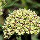 20 Green SPIDER MILKWEED Asclepias Viridis White Purple Monarch Flower Seeds