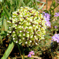 20 Green SPIDER MILKWEED Asclepias Viridis White Purple Monarch Flower Seeds